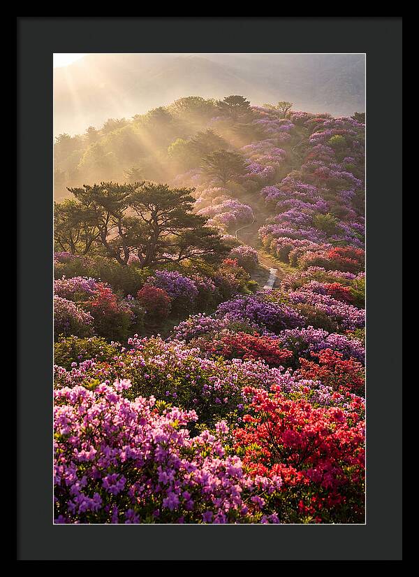 Rhododendron Bliss In Appalachia