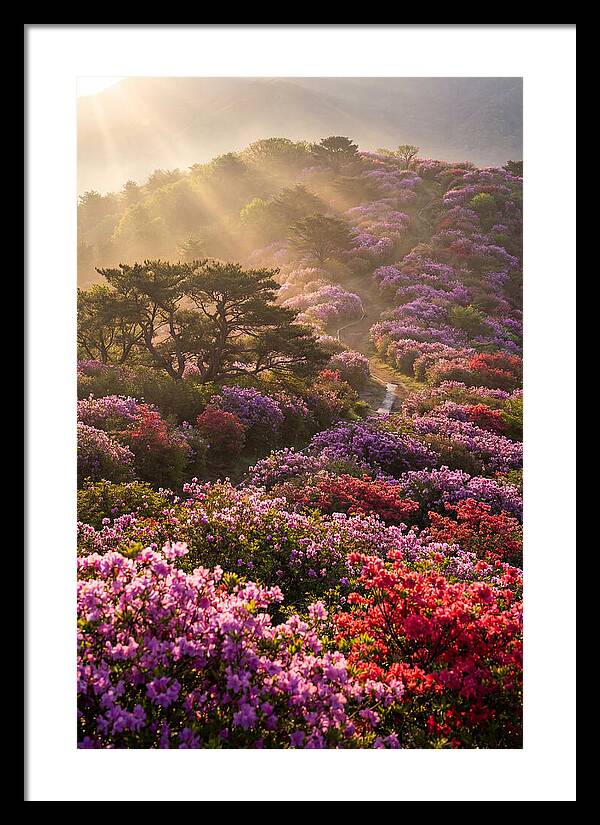 Rhododendron Bliss In Appalachia