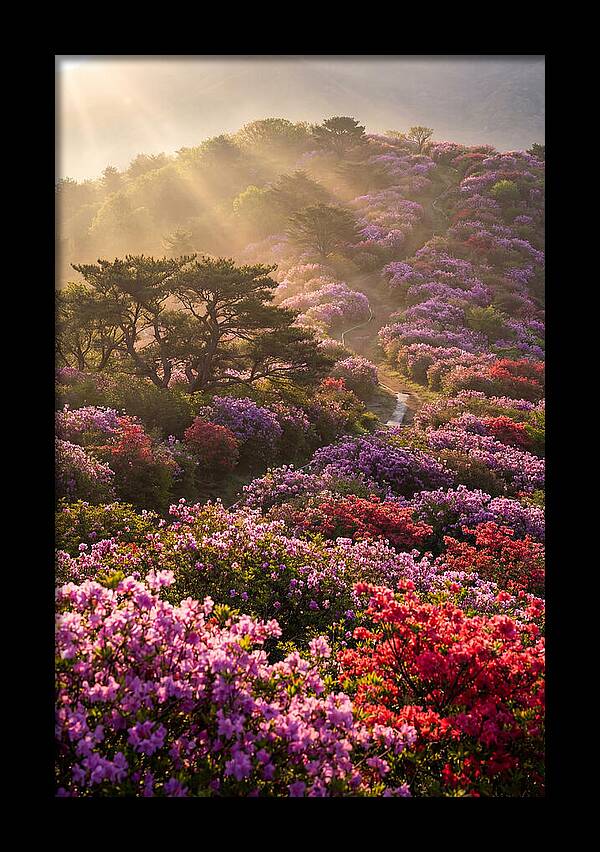 Rhododendron Bliss In Appalachia