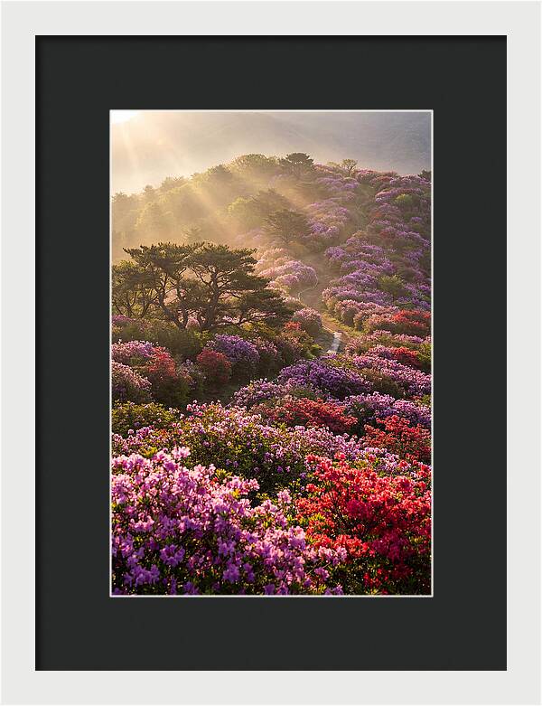 Rhododendron Bliss In Appalachia