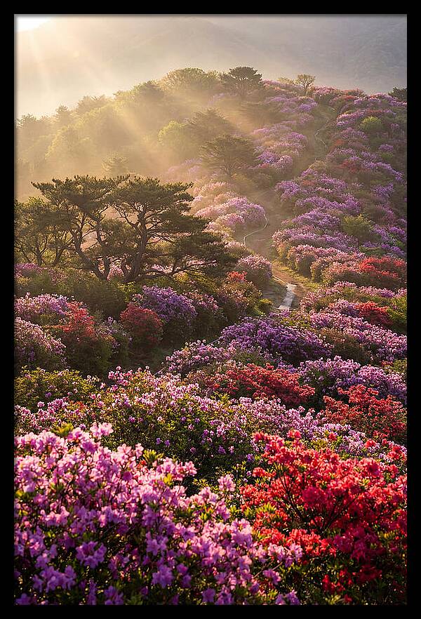 Rhododendron Bliss In Appalachia