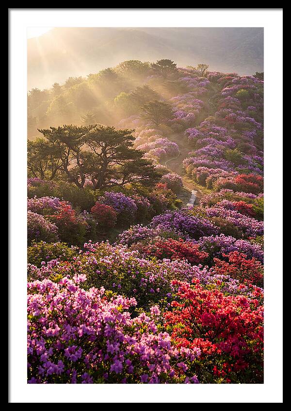 Rhododendron Bliss In Appalachia
