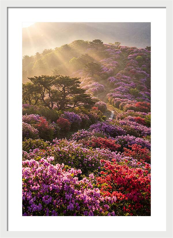 Rhododendron Bliss In Appalachia