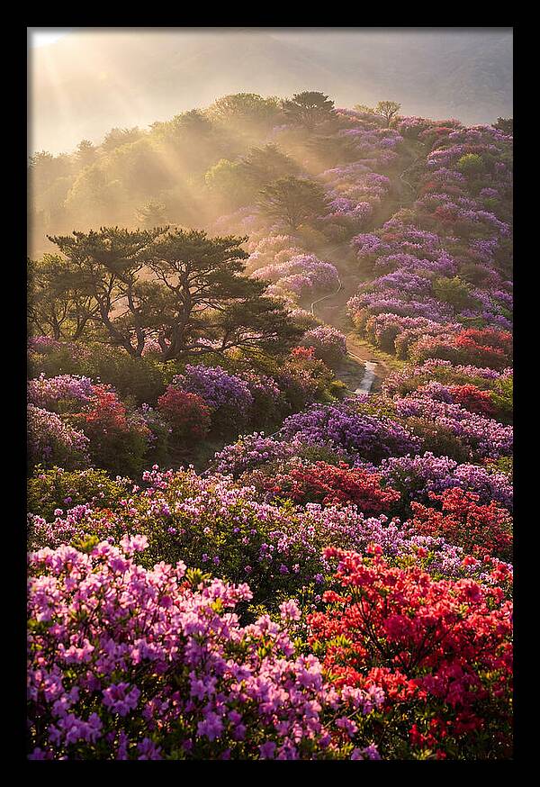 Rhododendron Bliss In Appalachia