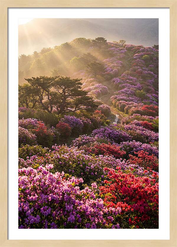 Rhododendron Bliss In Appalachia