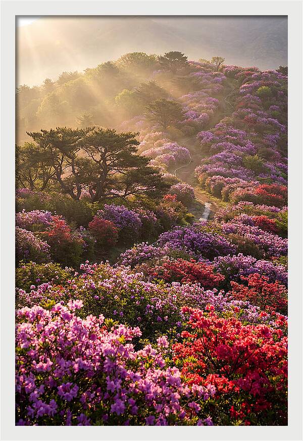 Rhododendron Bliss In Appalachia