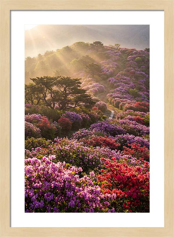 Rhododendron Bliss In Appalachia