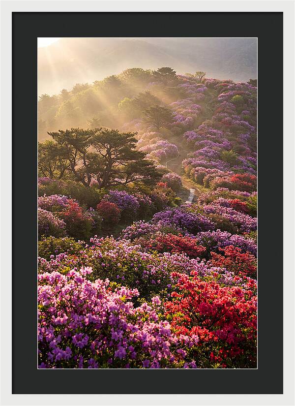 Rhododendron Bliss In Appalachia