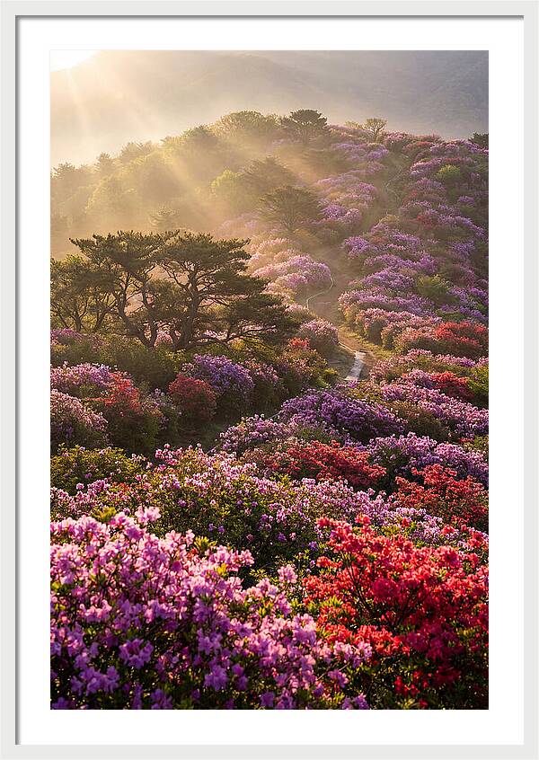 Rhododendron Bliss In Appalachia