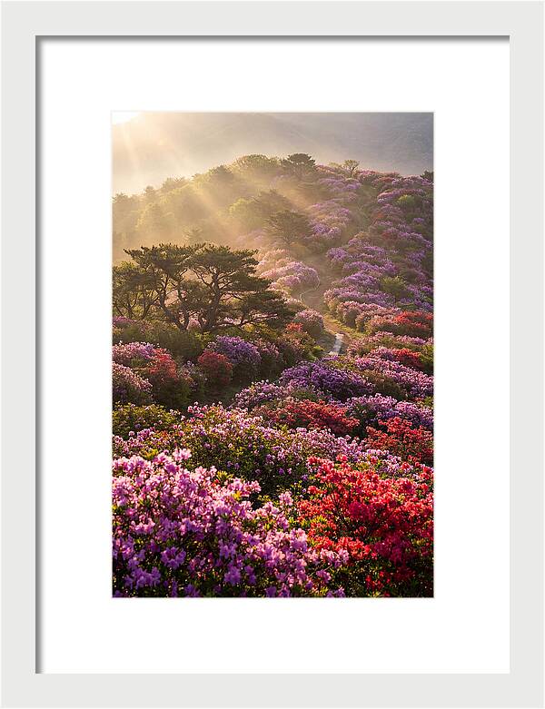 Rhododendron Bliss In Appalachia