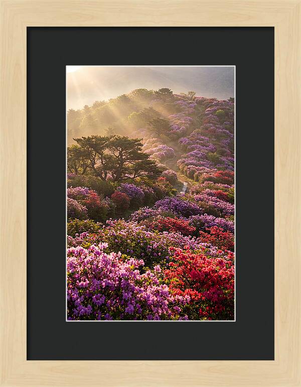 Rhododendron Bliss In Appalachia