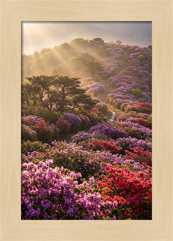 Rhododendron Bliss In Appalachia