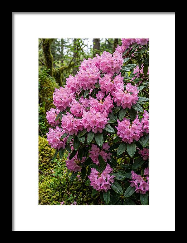 Rhododendron Blooms In Nature