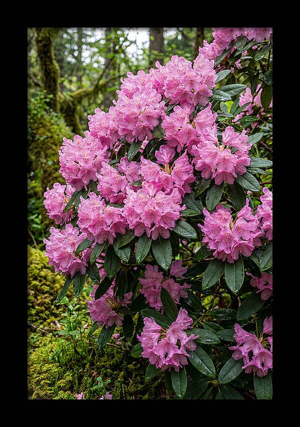 Rhododendron Blooms In Nature
