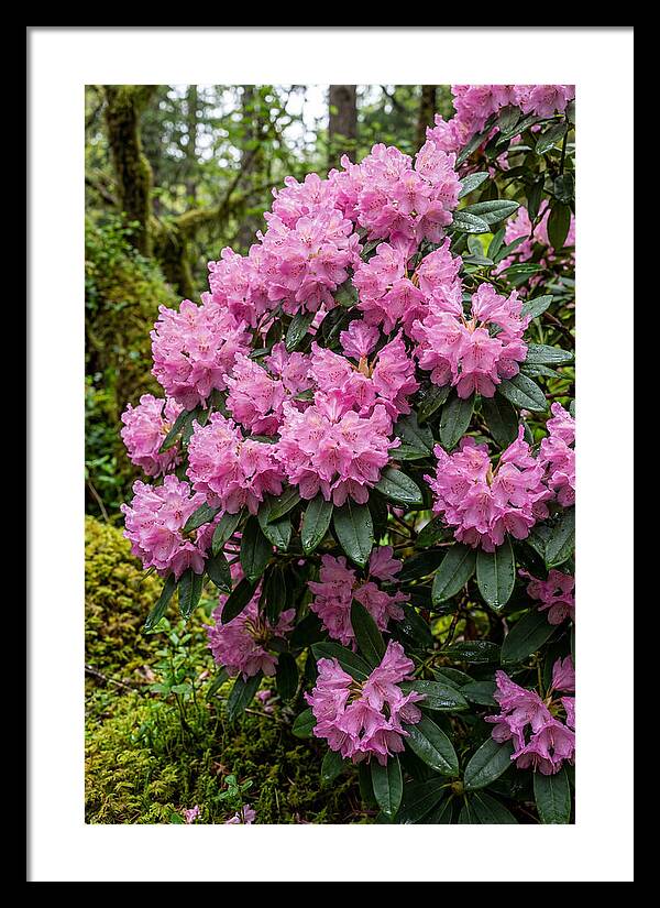 Rhododendron Blooms In Nature