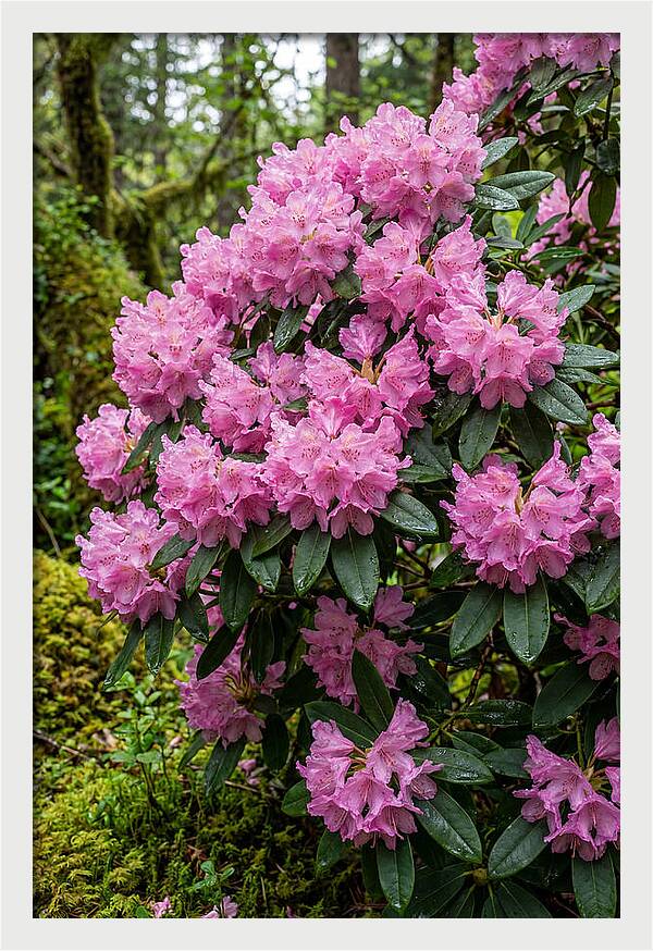 Rhododendron Blooms In Nature