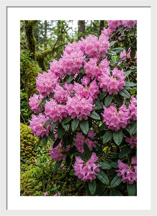Rhododendron Blooms In Nature