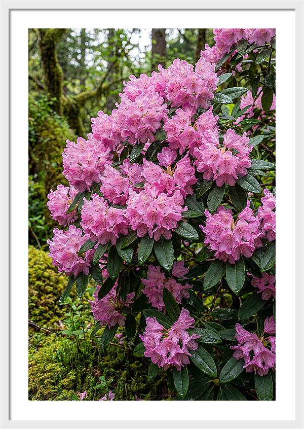 Rhododendron Blooms In Nature