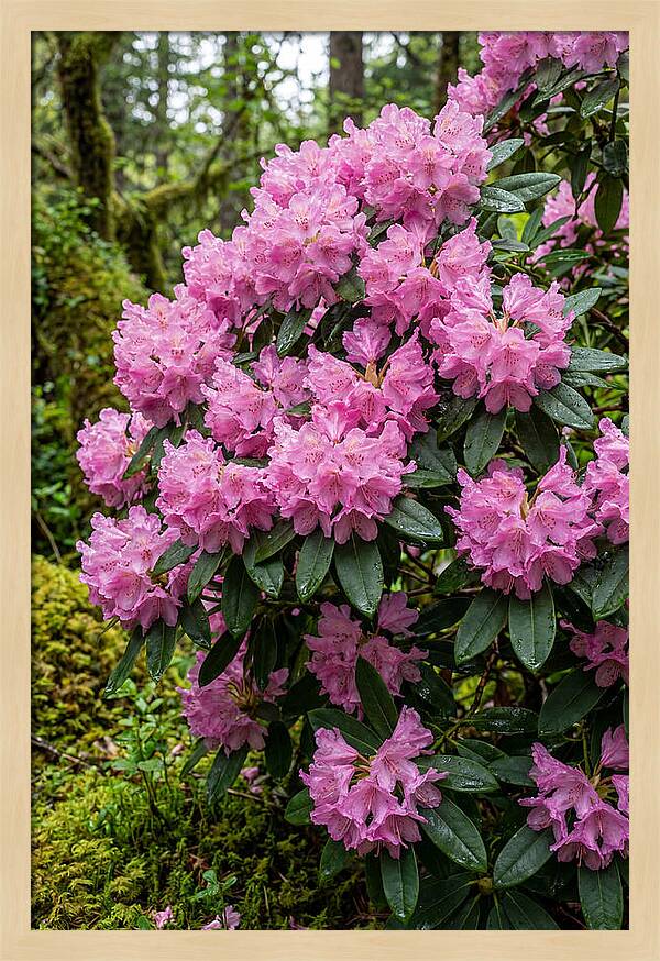 Rhododendron Blooms In Nature