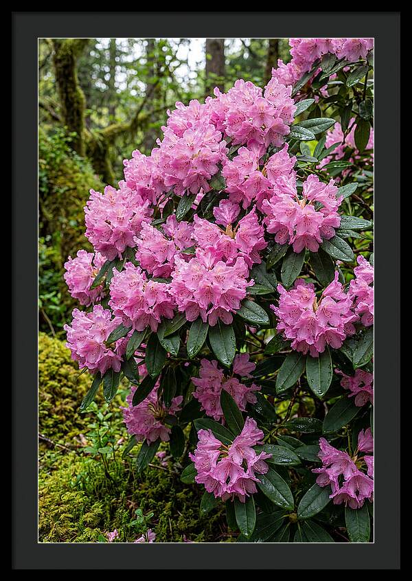 Rhododendron Blooms In Nature