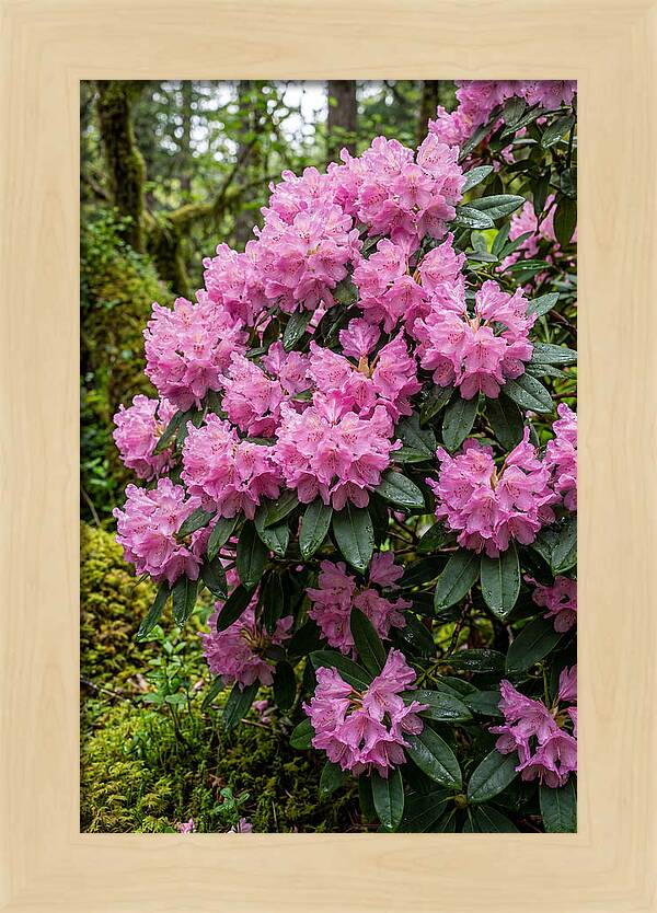 Rhododendron Blooms In Nature