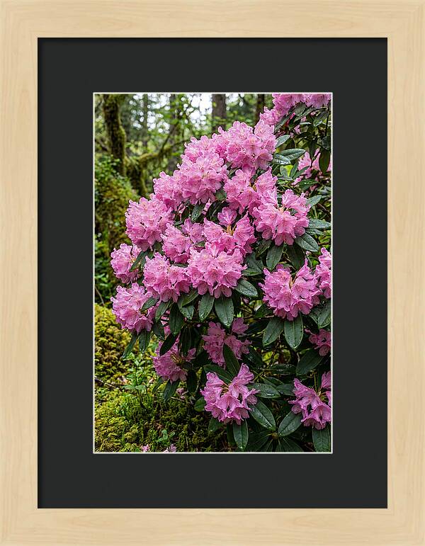 Rhododendron Blooms In Nature