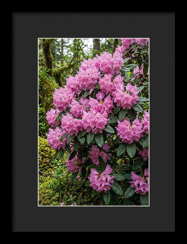 Rhododendron Blooms In Nature
