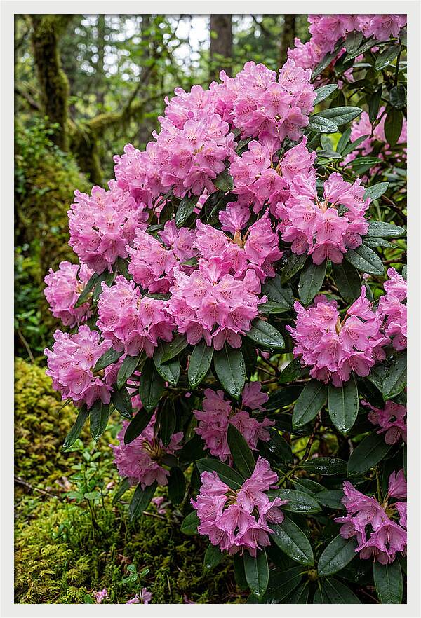 Rhododendron Blooms In Nature