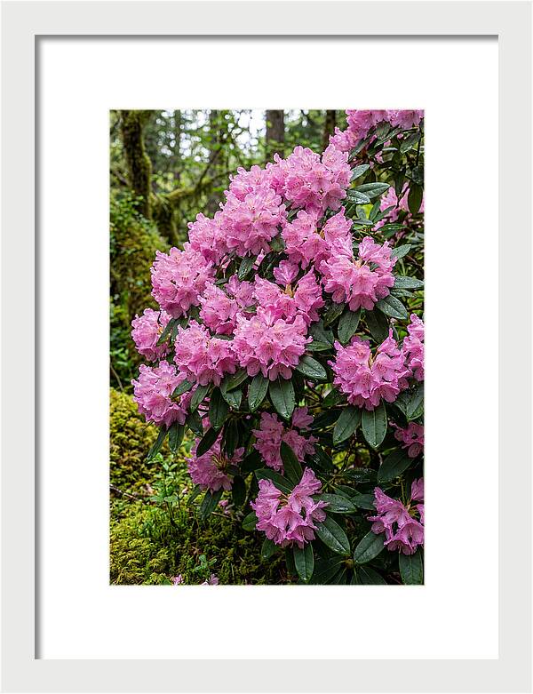 Rhododendron Blooms In Nature