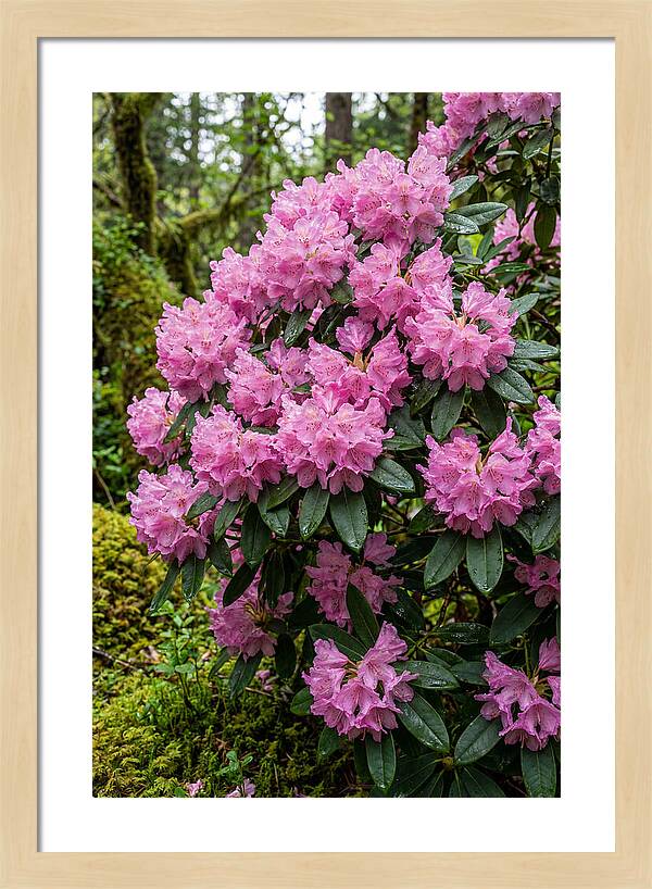 Rhododendron Blooms In Nature