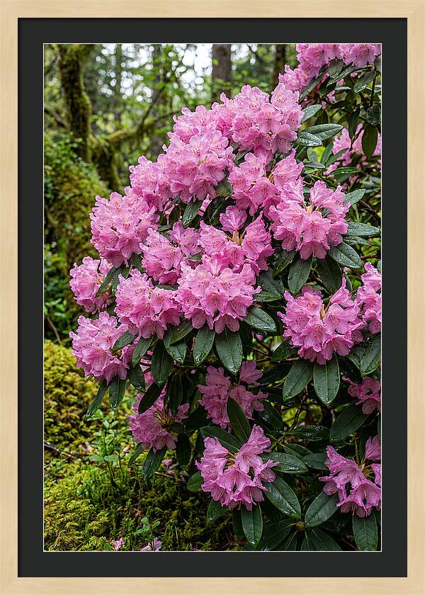 Rhododendron Blooms In Nature