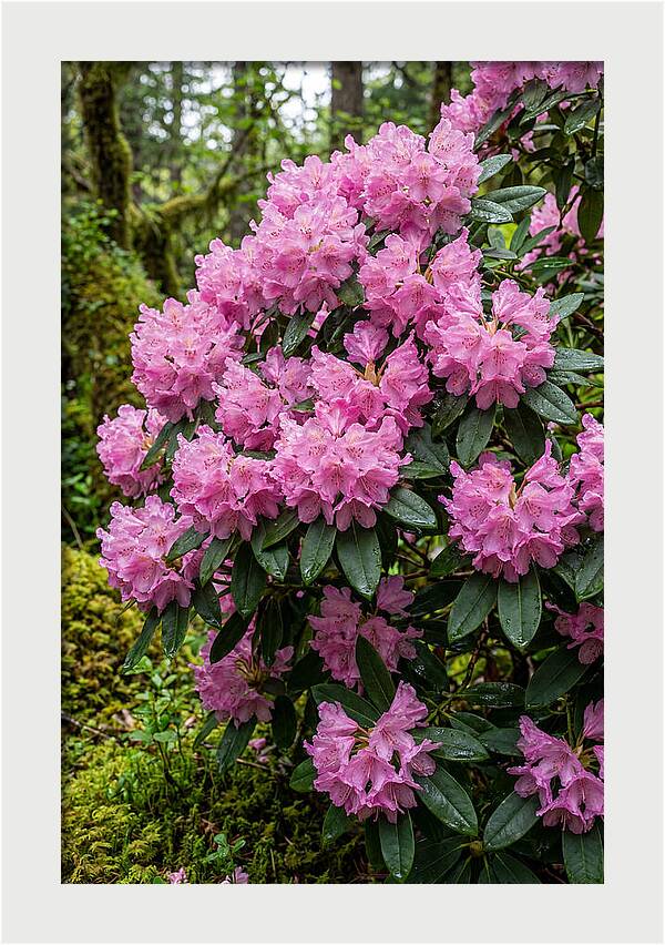 Rhododendron Blooms In Nature