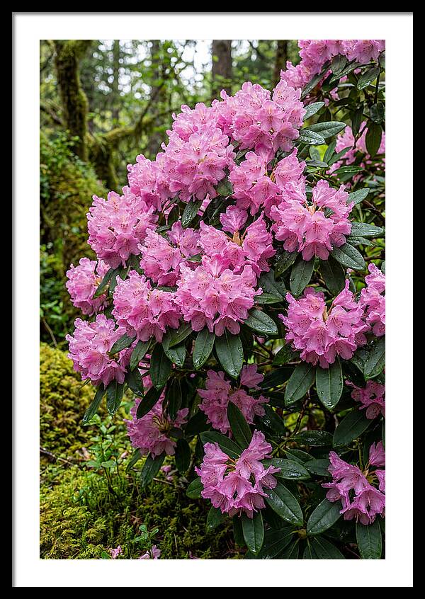 Rhododendron Blooms In Nature