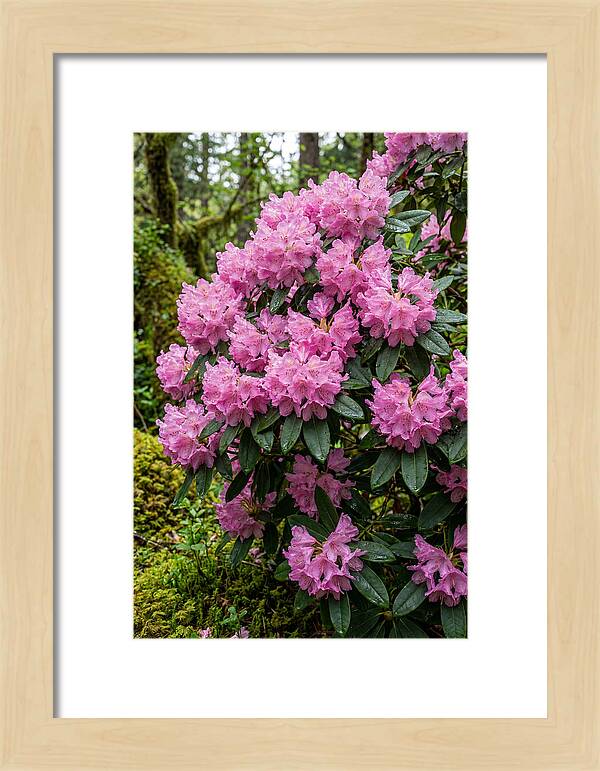 Rhododendron Blooms In Nature