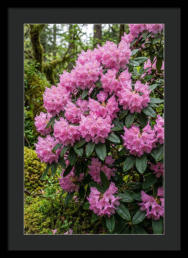 Rhododendron Blooms In Nature