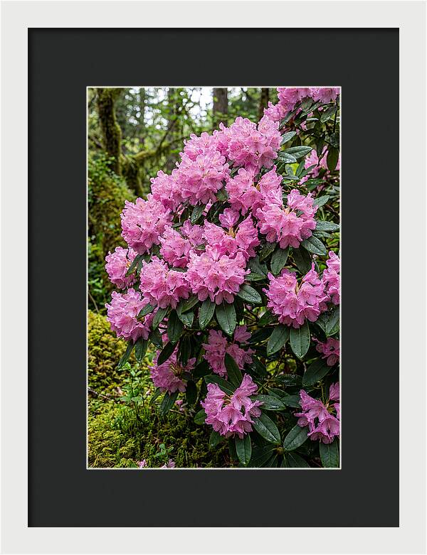 Rhododendron Blooms In Nature