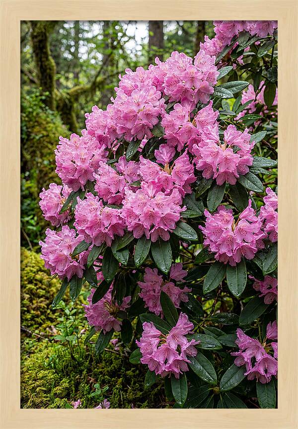 Rhododendron Blooms In Nature