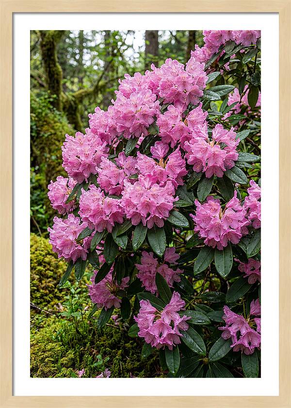 Rhododendron Blooms In Nature