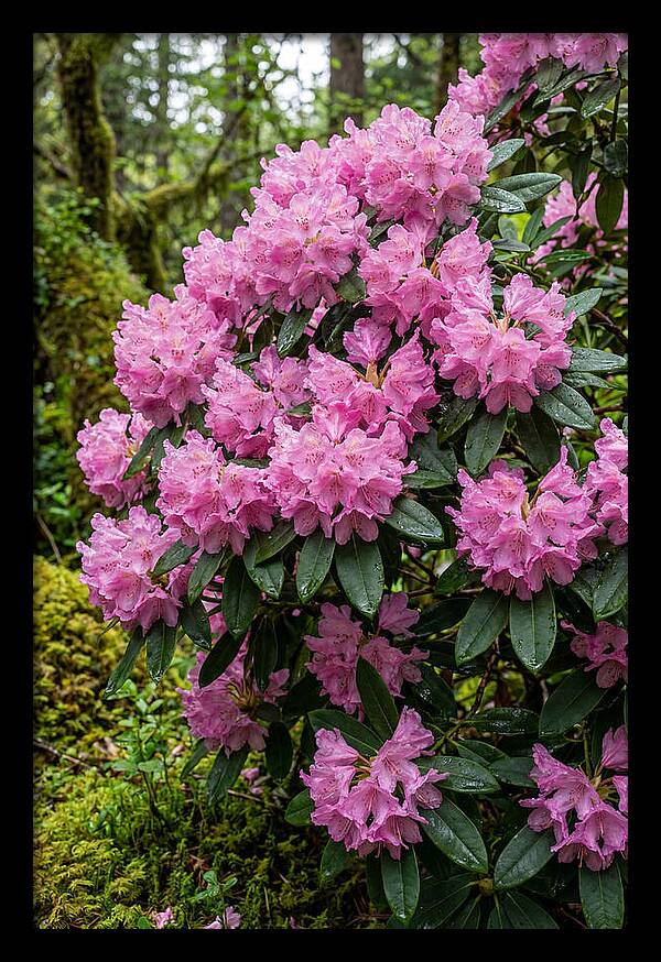 Rhododendron Blooms In Nature