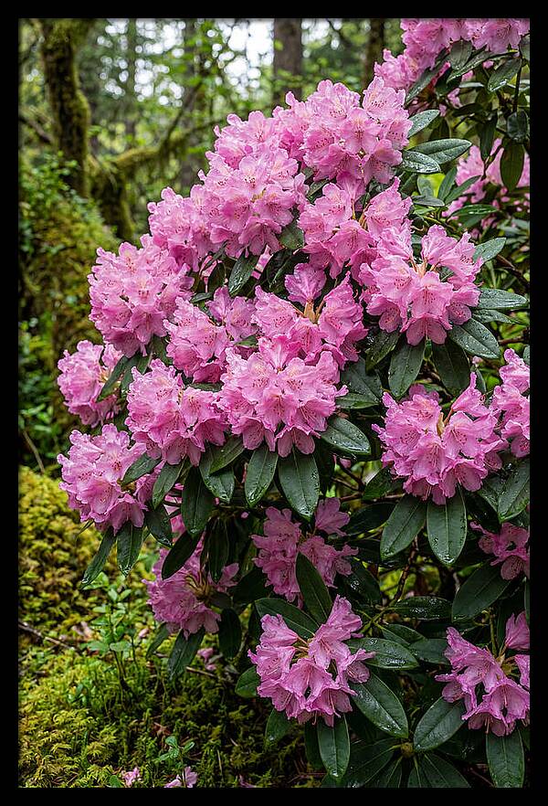 Rhododendron Blooms In Nature