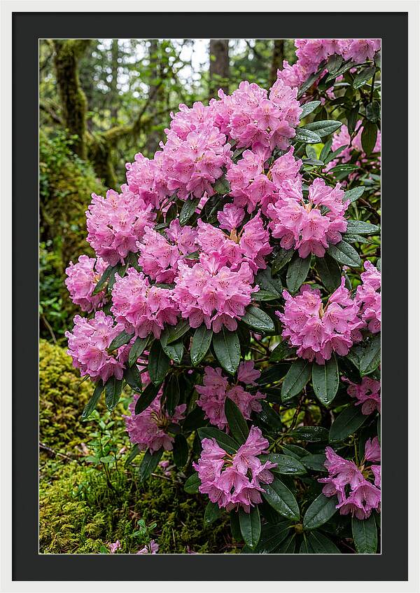 Rhododendron Blooms In Nature