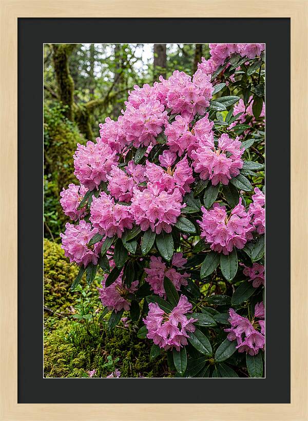 Rhododendron Blooms In Nature