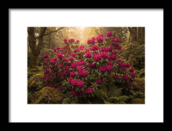 Rhododendron Cluster In Vivid Magenta