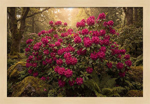 Rhododendron Cluster In Vivid Magenta