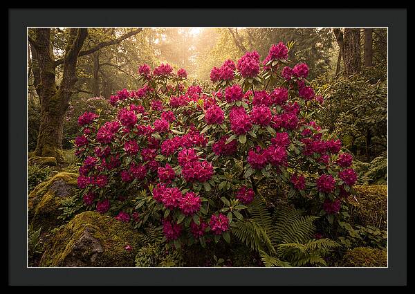 Rhododendron Cluster In Vivid Magenta