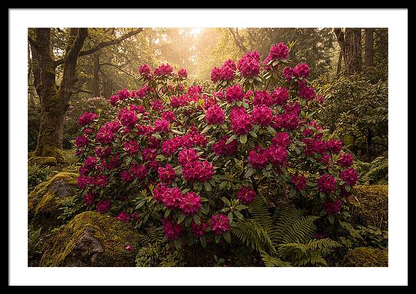 Rhododendron Cluster In Vivid Magenta