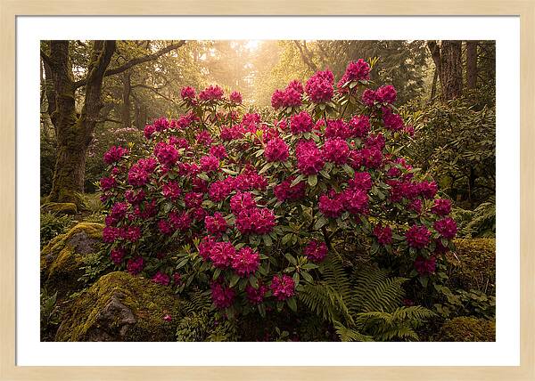Rhododendron Cluster In Vivid Magenta
