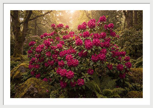 Rhododendron Cluster In Vivid Magenta