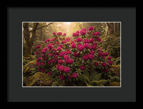 Rhododendron Cluster In Vivid Magenta