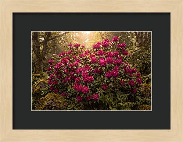Rhododendron Cluster In Vivid Magenta